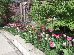 Front garden with tulips
