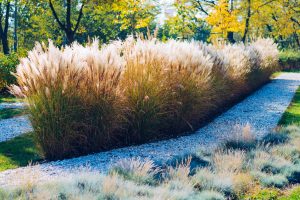 Miscanthus gigantic grass in autumn colours and scenery