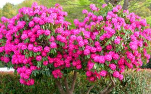 Rhododendron Flower