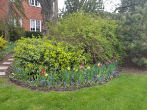 Side perennial garden with spring flowers and pruned shrubs