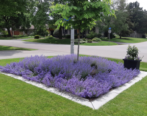 Front yard lavender surrounded by a designed concrete border