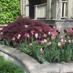 Beautiful front yard garden with pink and white tulips and a stone enclosure by front entry stone steps | Front Yard Garden Designs & Backyard Garden Designs: Tips & Inspiration
