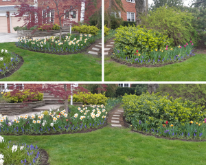 Three images combined of front flower gardens with spring flowers, green lawn, and well cared for shrubs