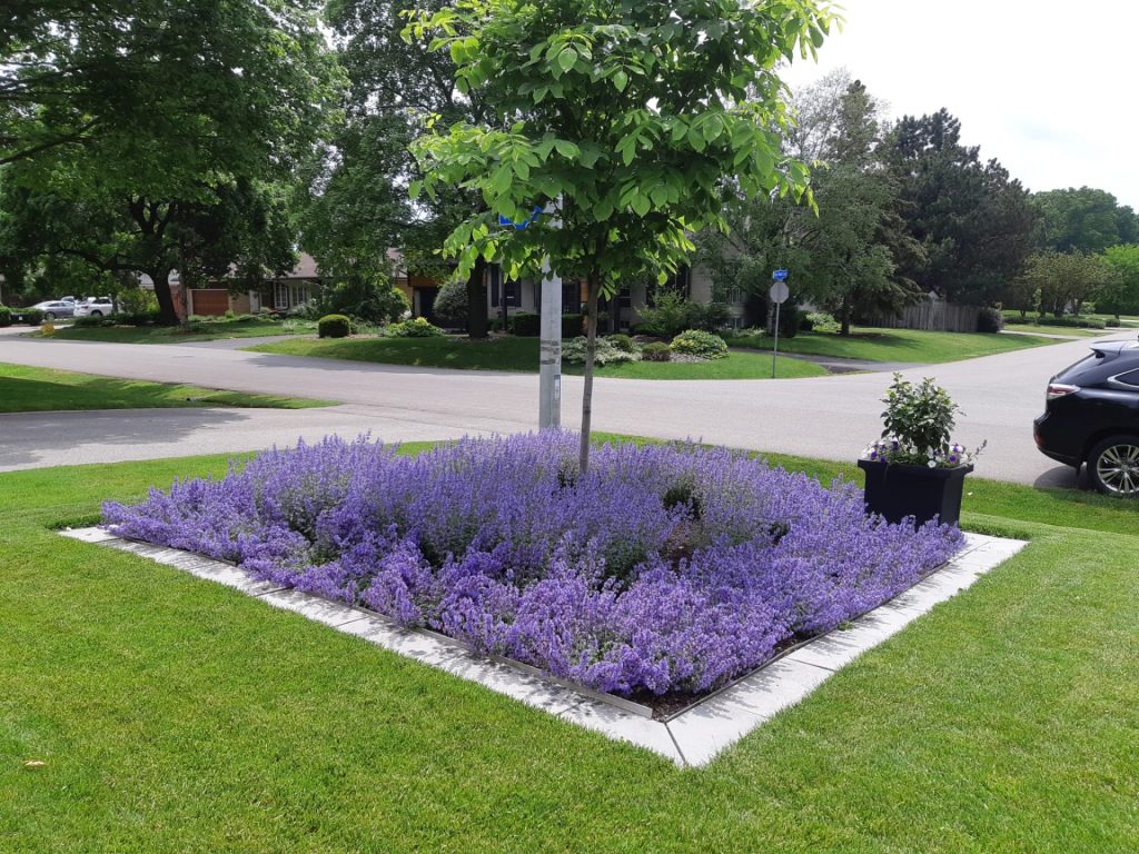 Lush suburban streetscape featuring a small garden bed filled with blooming purple catmint surrounding a young tree.