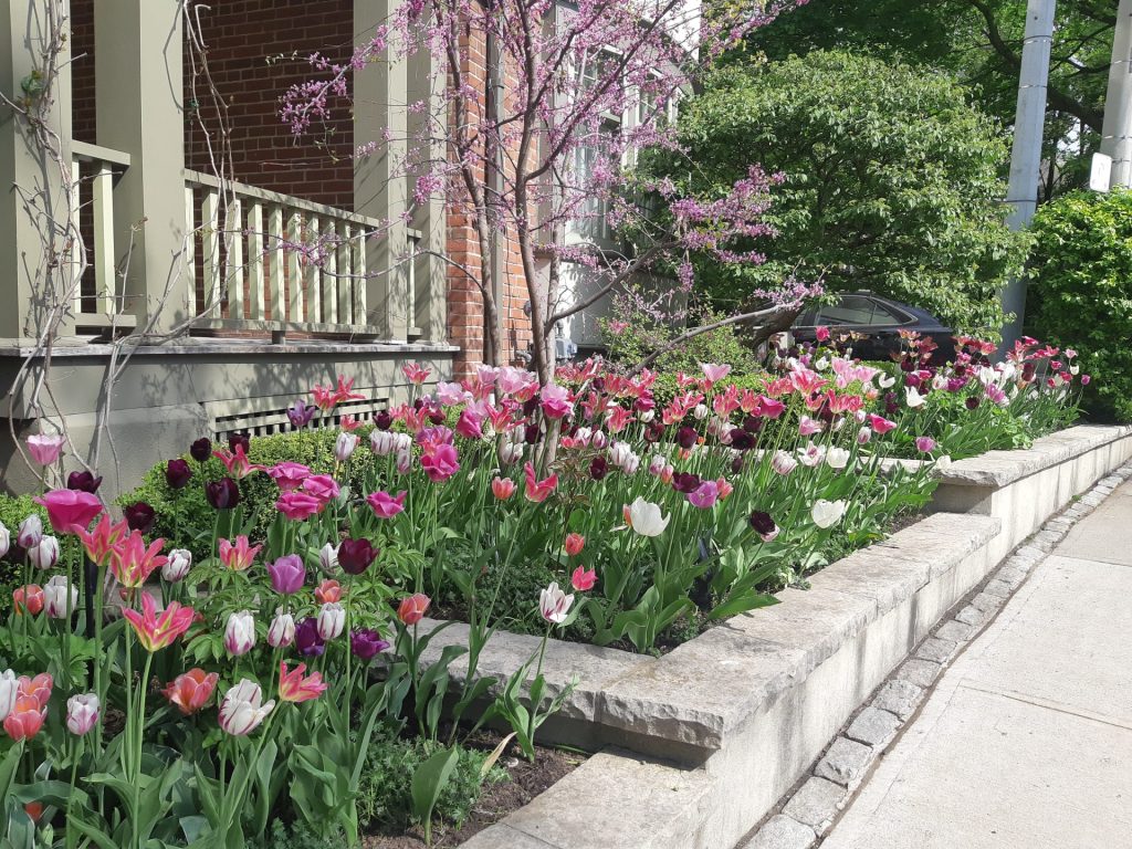 Colorful front yard flower bed filled with tulips in shades of pink, white, purple, and red, bordered by a low stone wall beside a sidewalk and a porch with pale green railings.