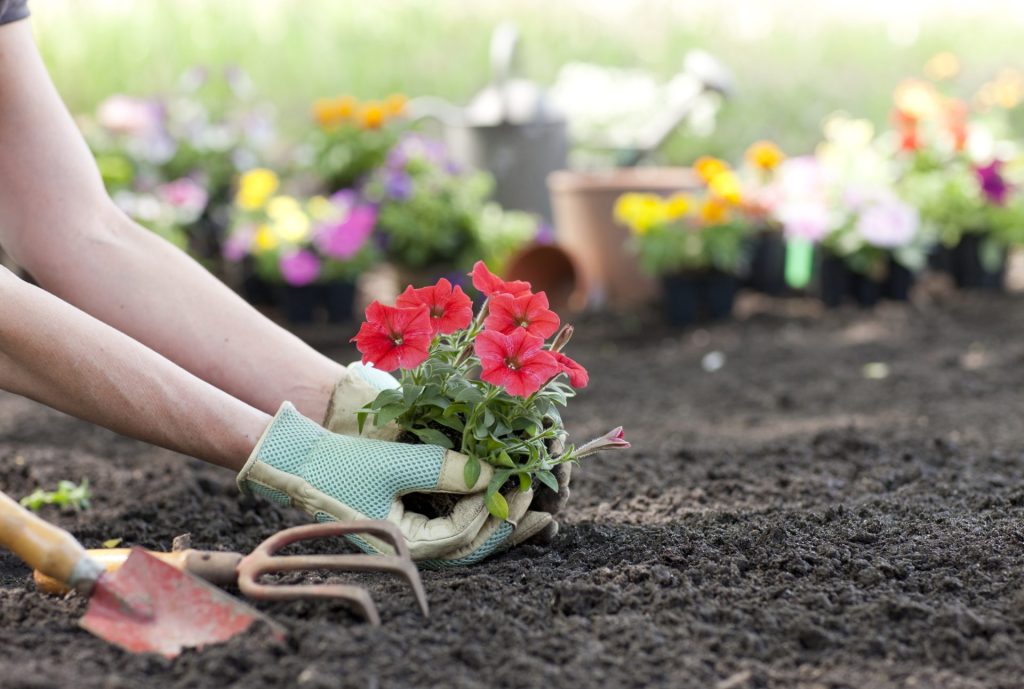 Gardener planting bright red flowers in freshly tilled soil, with colorful potted plants and garden tools in the background.
