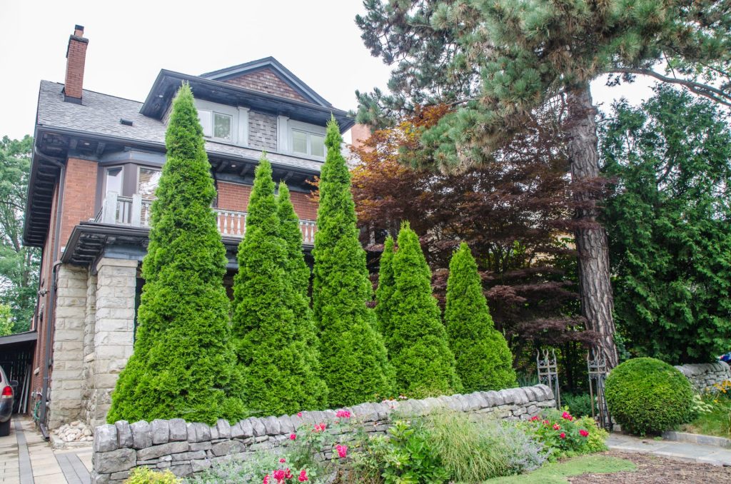 Front yard of a historic brick home featuring a row of tall evergreen arborvitae trees planted behind a charming low stone wall, surrounded by manicured shrubs, colorful flowers, and mature trees.