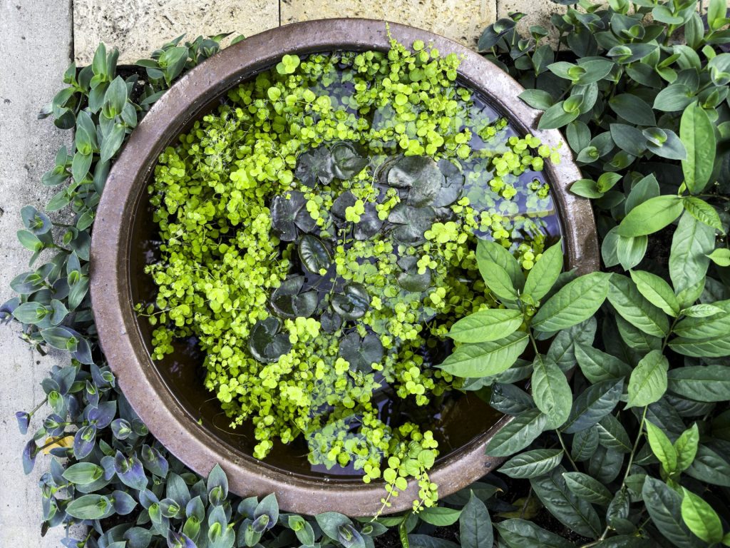 Top view of a round water garden bowl filled with floating green plants and surrounded by lush greenery.