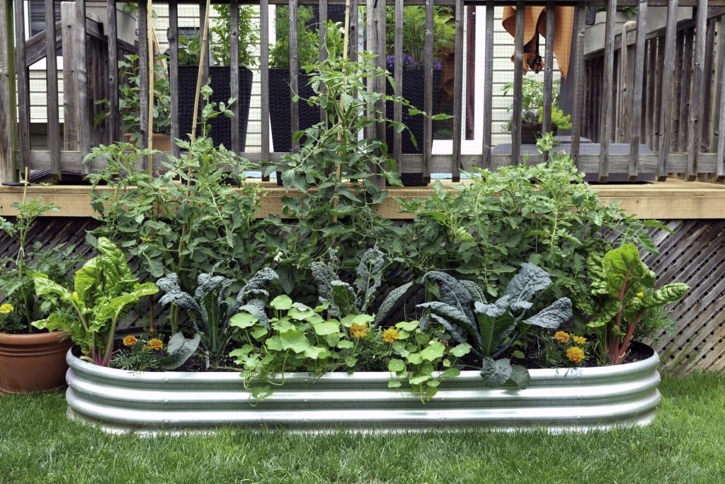 Raised metal garden bed filled with thriving vegetables and leafy greens, placed on a grassy lawn near a wooden deck.