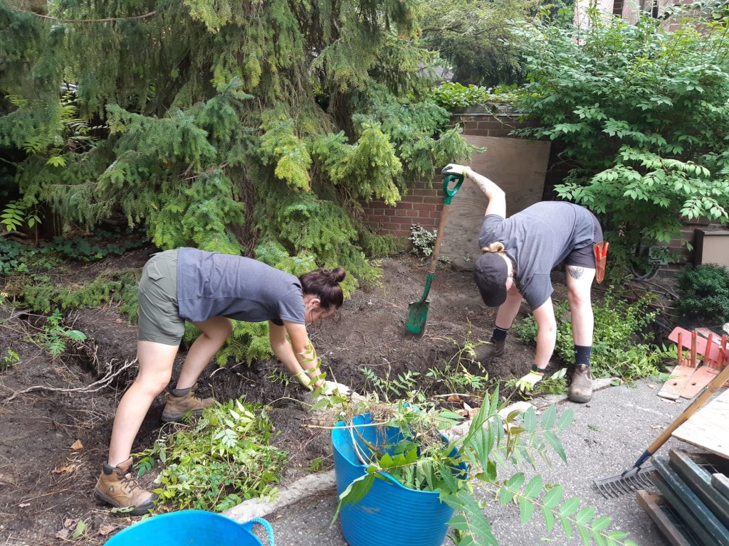 Two people working in a garden clearing weeds and debris near dense greenery, with a shovel and blue buckets for yard waste nearby.