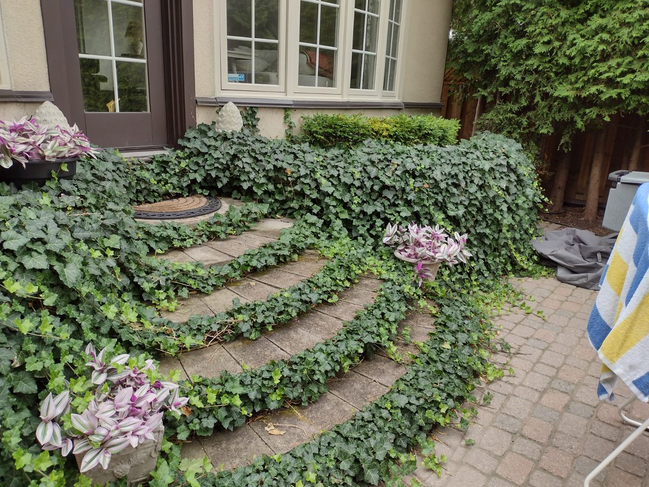 Stone steps with ivy and purple plants.