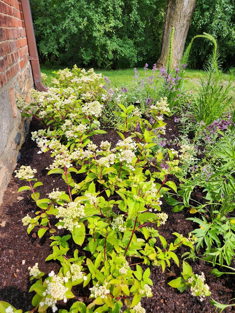 Garden with blooming white flowers and green plants.
