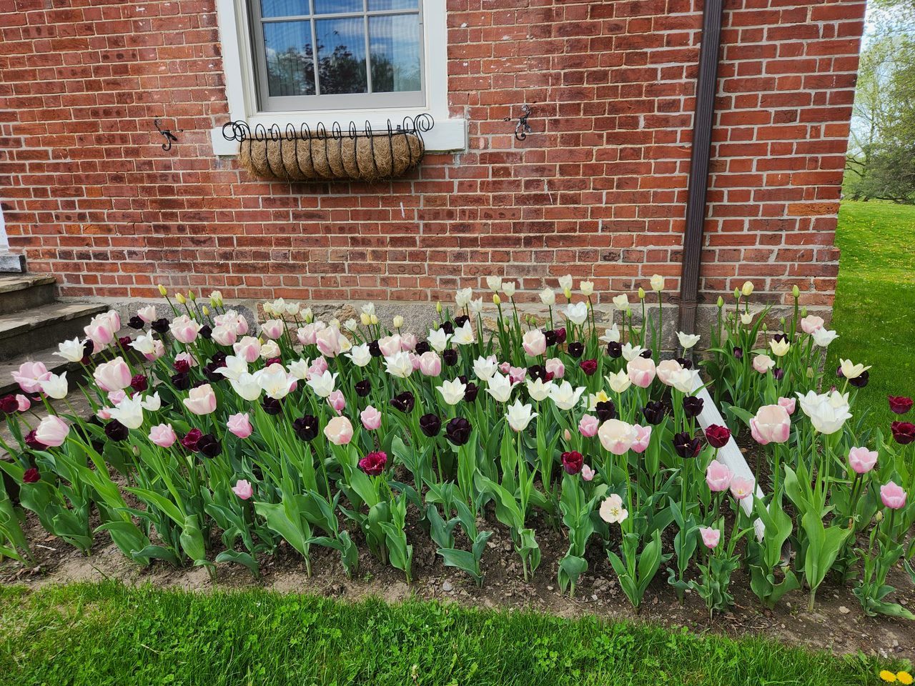 Colorful tulips blooming in front of brick wall.