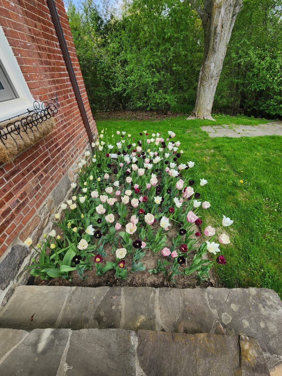 Colorful tulip garden beside brick house and tree.