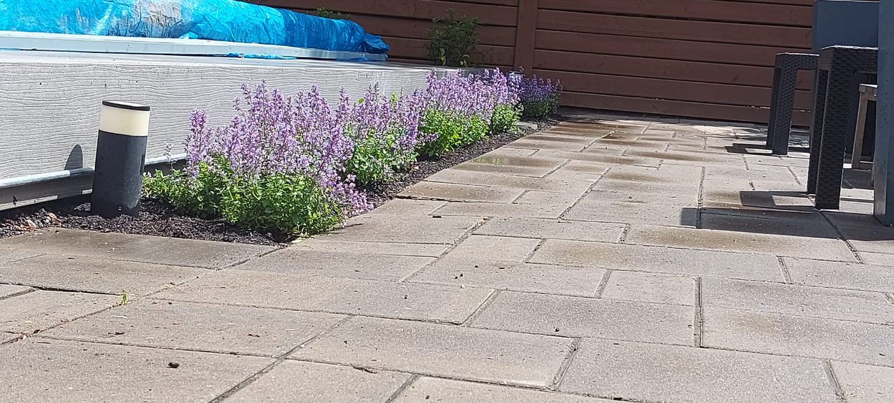 Paved patio with lavender flowers bordering edge.