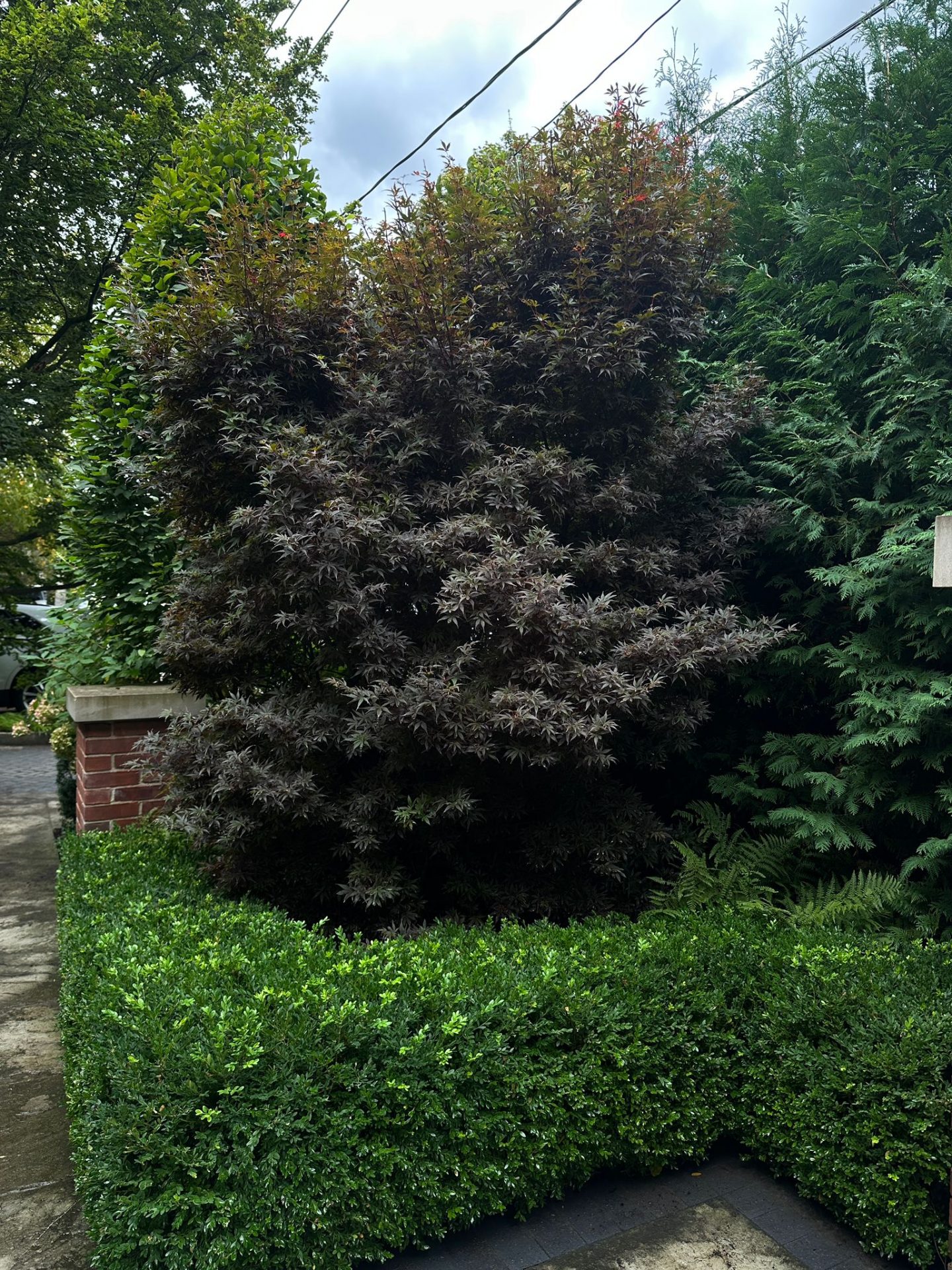 Lush garden with shrubs and trees under cloudy sky.