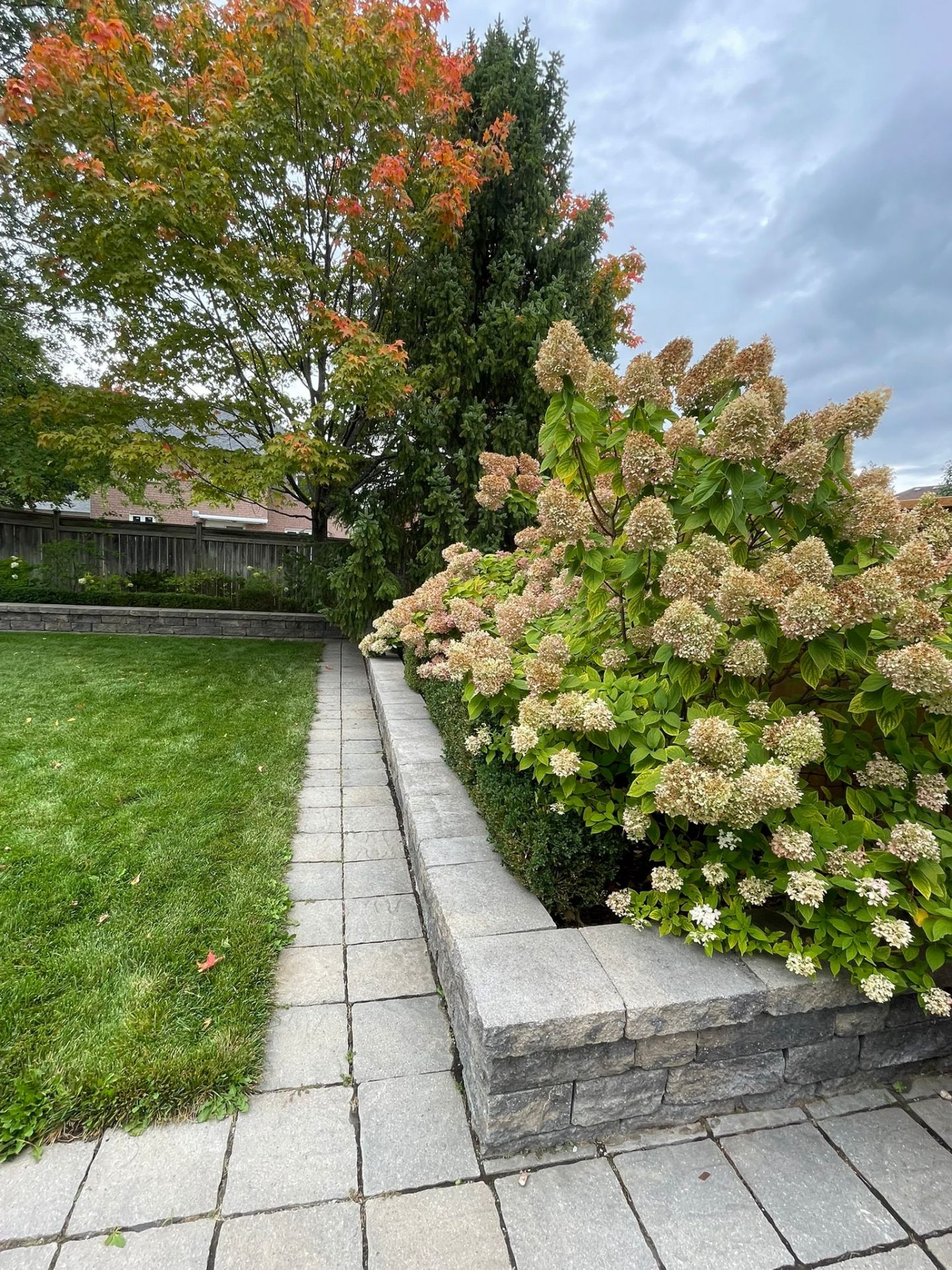 Garden path with hydrangeas and trees in fall.