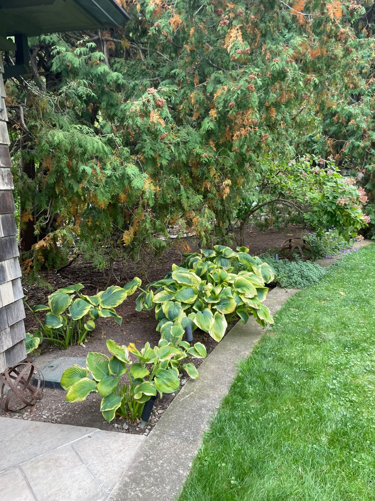 Garden with leafy plants and green shrubs