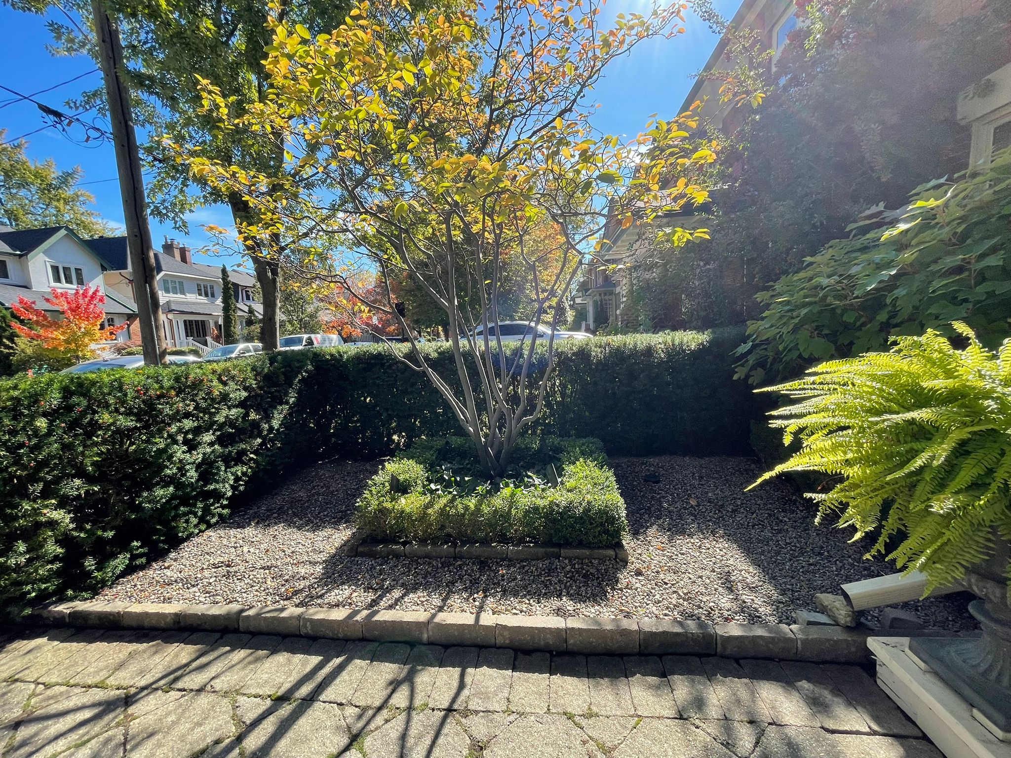 Sunny garden with hedges and trees