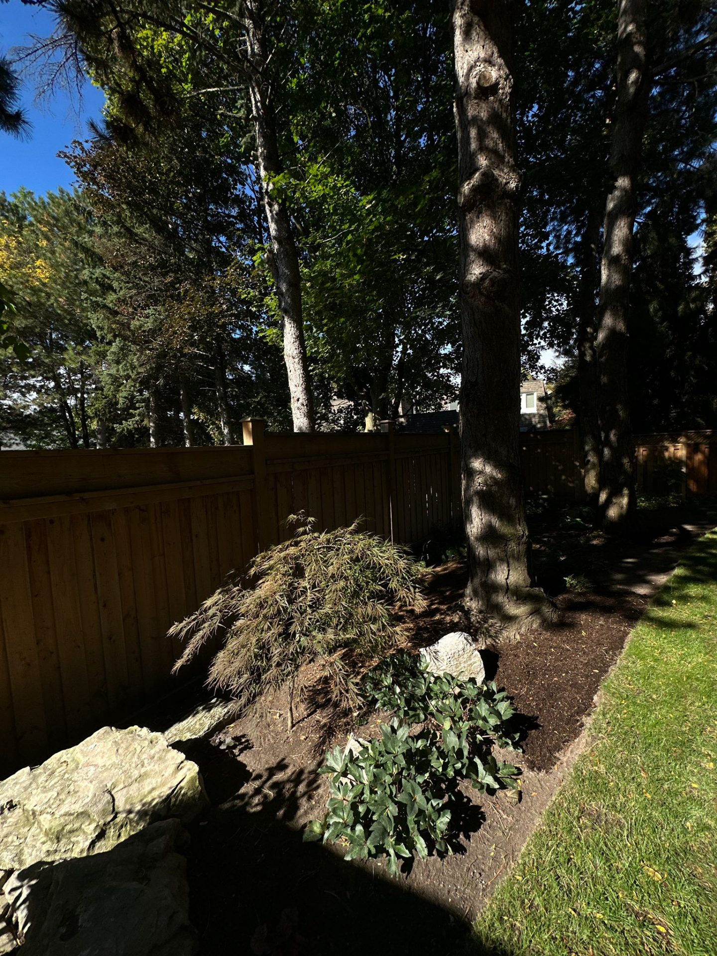 Shaded backyard garden with trees and shrubs.