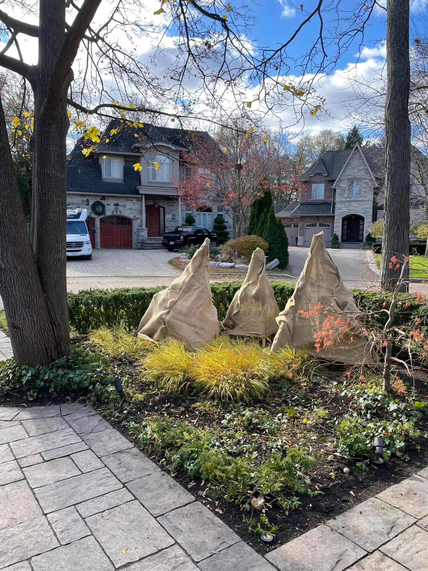 Suburban front yard with covered plants and houses.