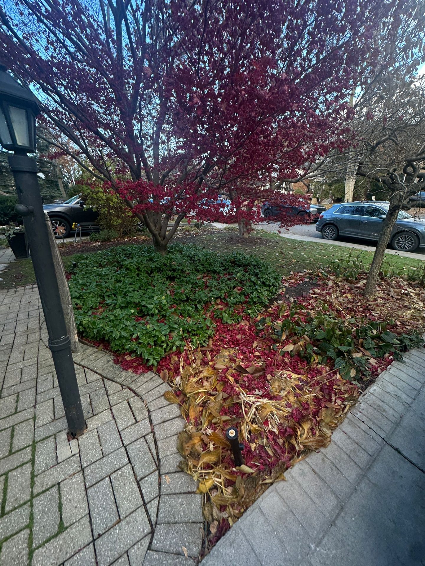 Autumn leaves on ground near red-leafed tree.