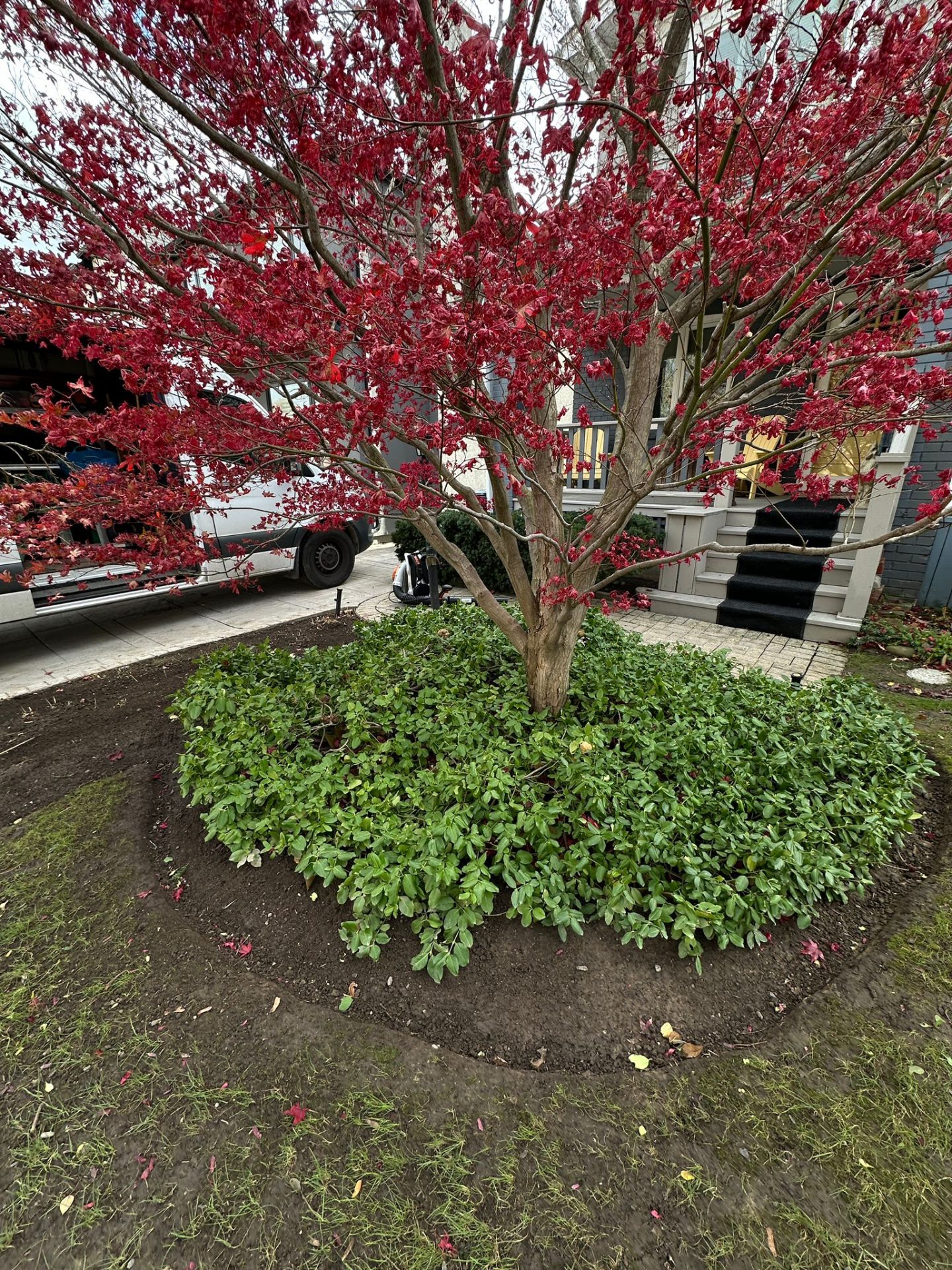 Red leaves on tree in front yard