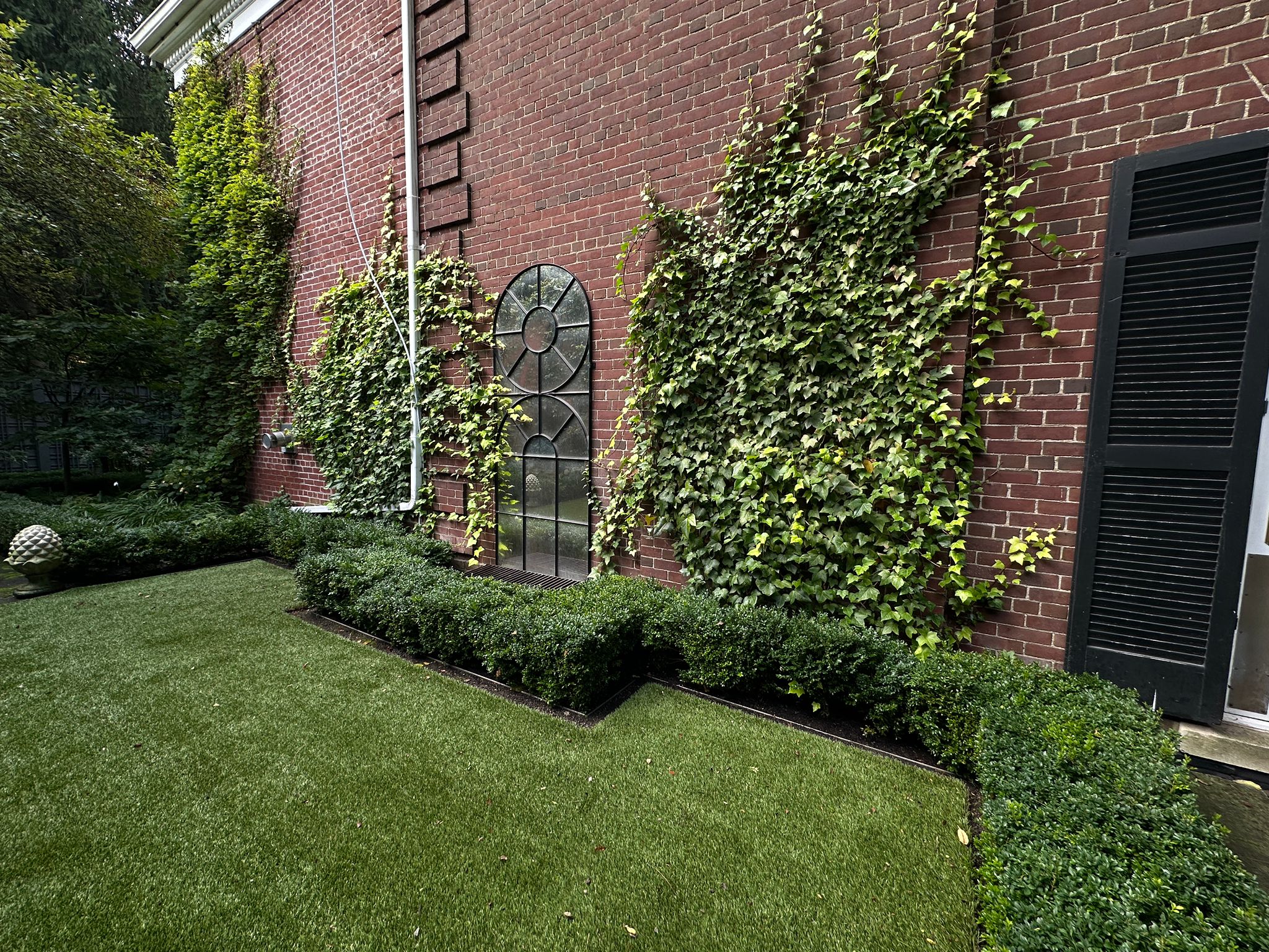 Brick wall with ivy and garden boxwood hedge.