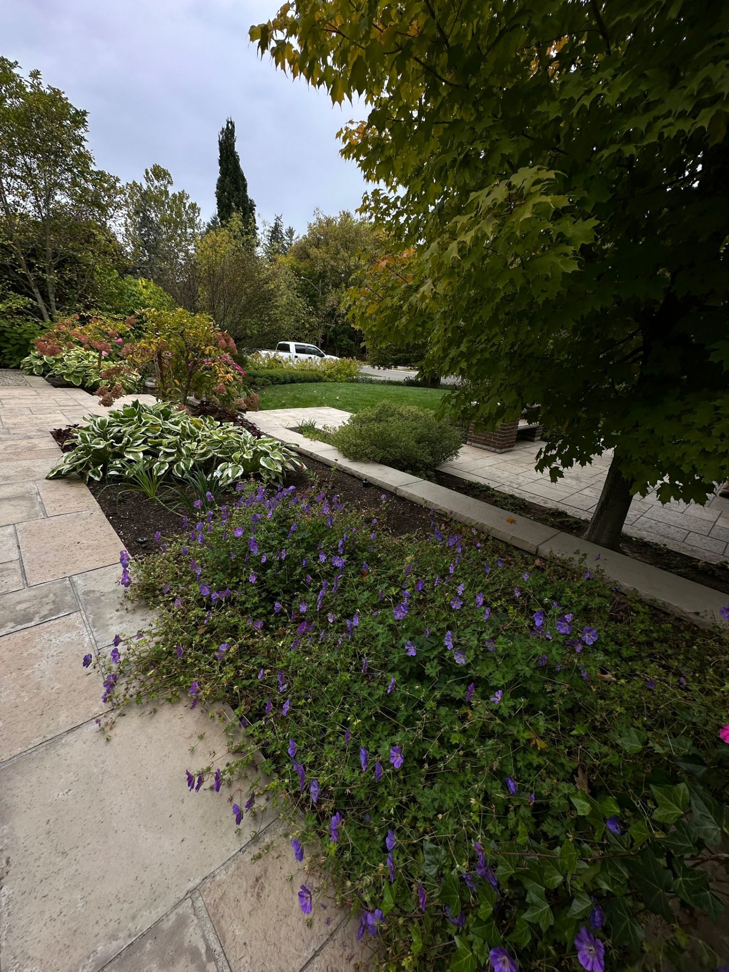 Lush garden with purple flowers and stone pathway.