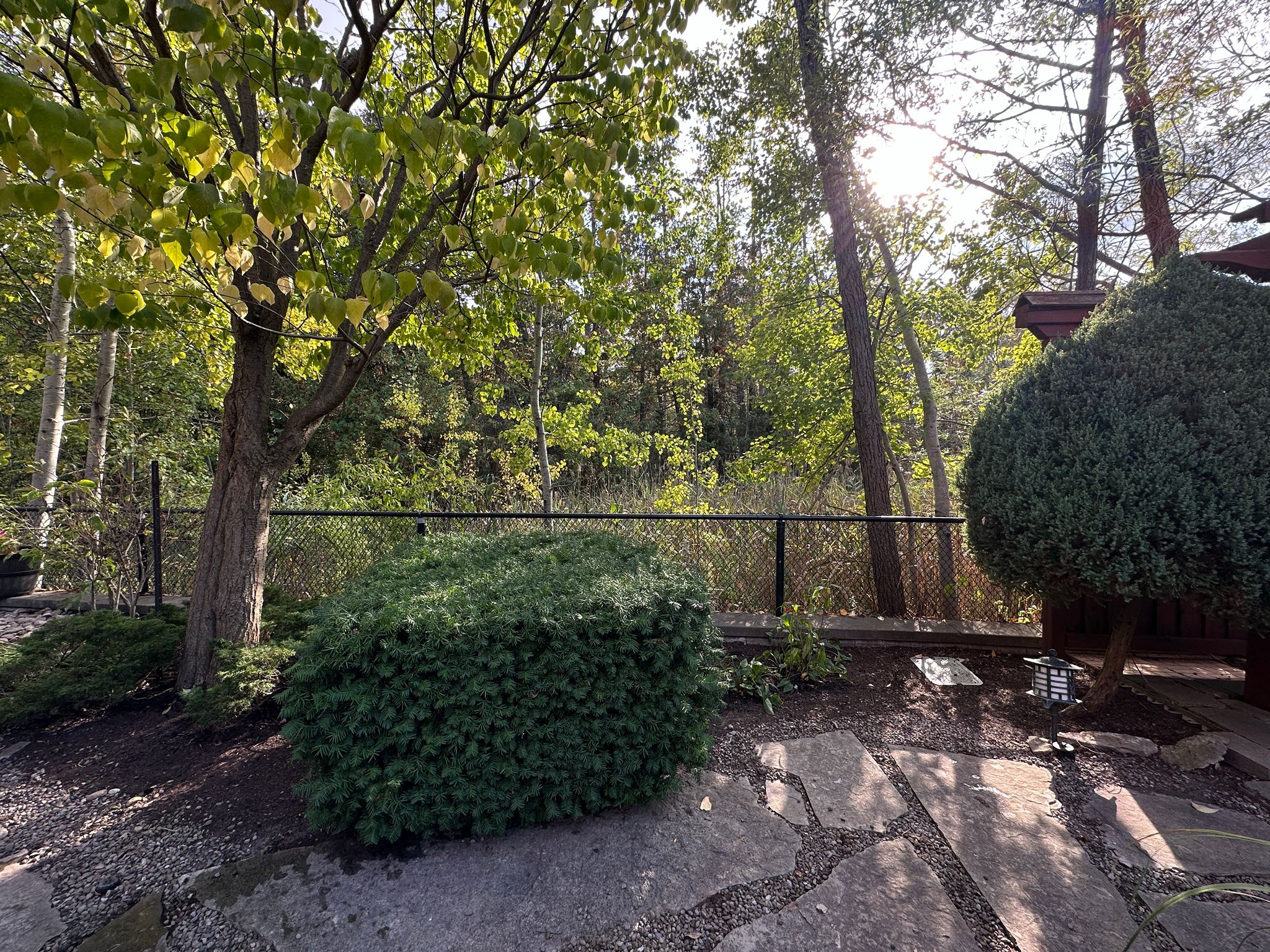 Sunny backyard with trees and stone path.
