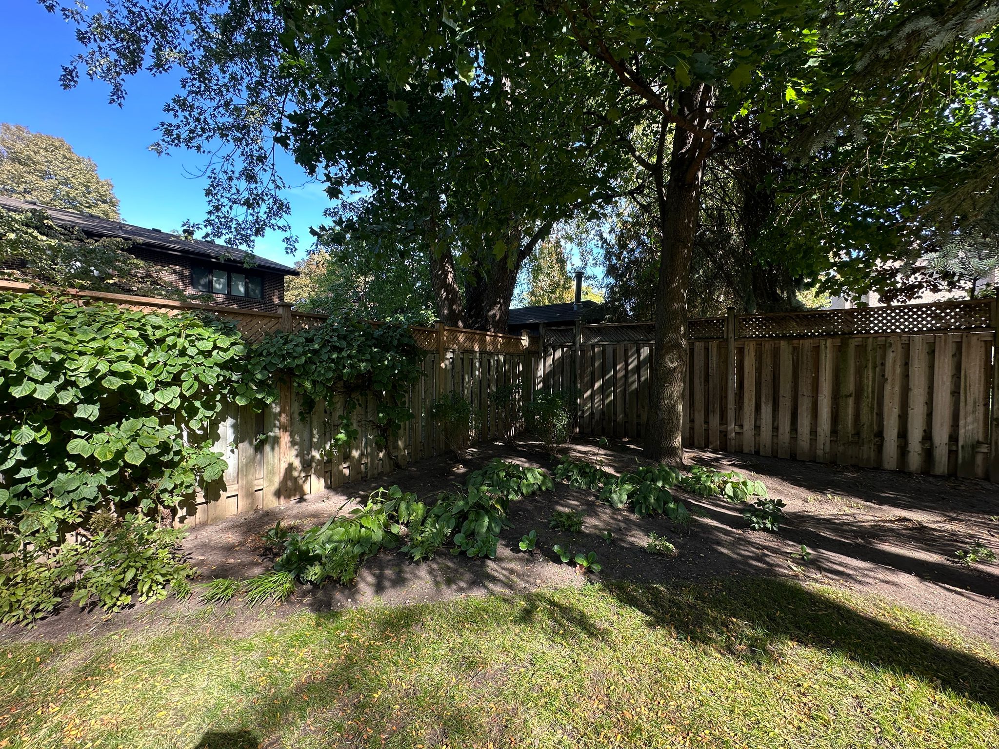 Sunny backyard with wooden fence and green foliage