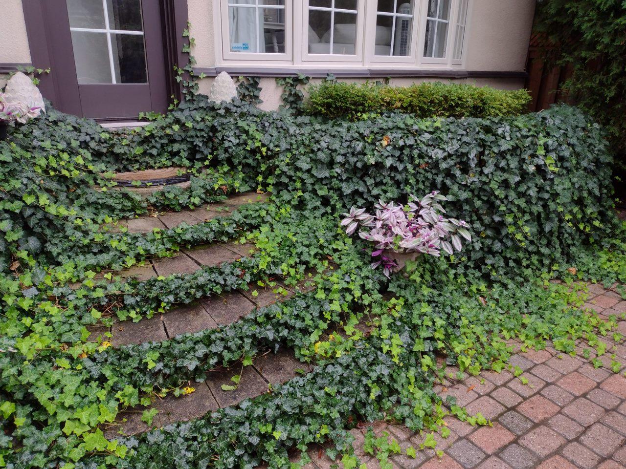 Ivy-covered steps with potted plant at entrance.