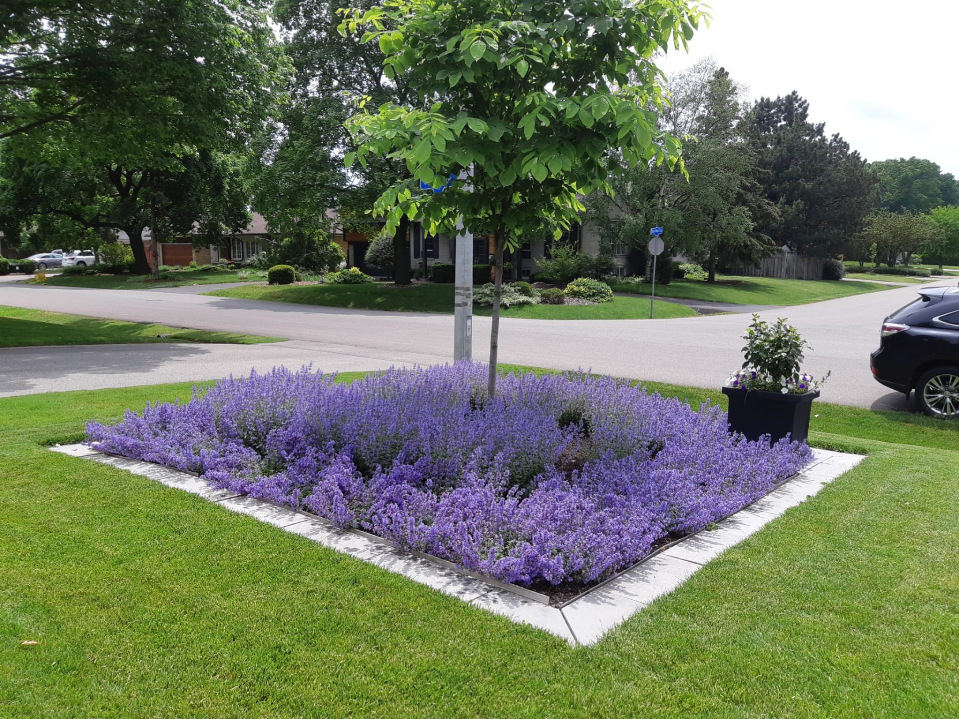 Purple flowers in residential garden on a sunny day.