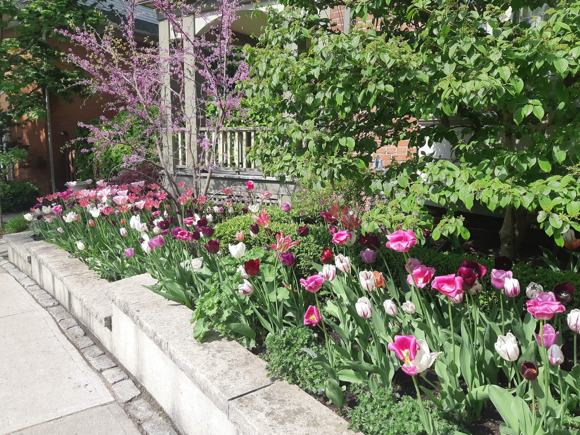 Colorful tulips in garden by house steps