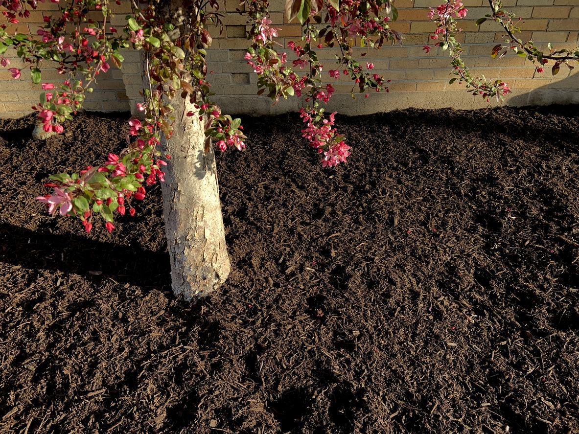 Tree with flowers and mulch