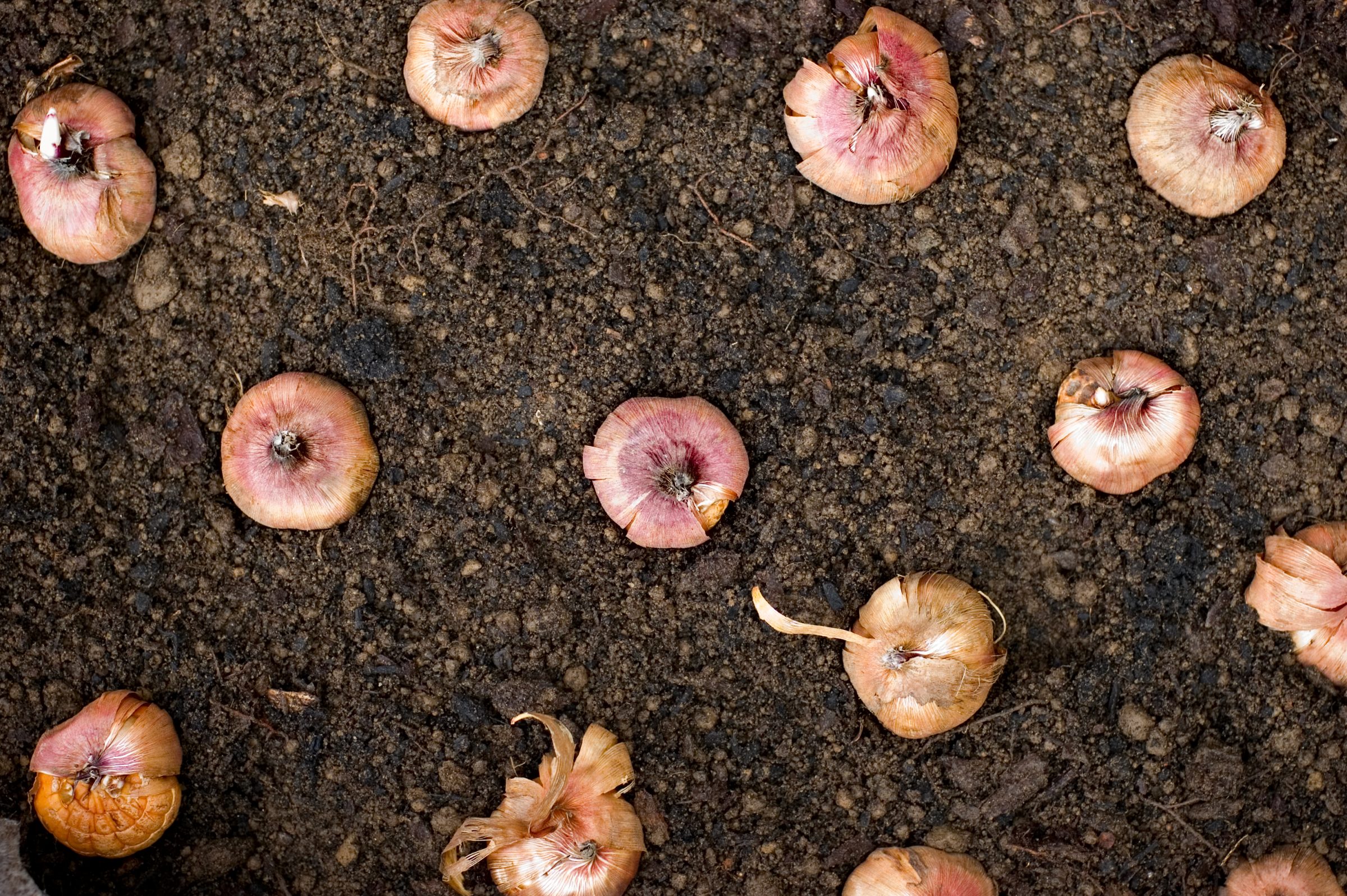 Onion bulbs planted in soil, ready for growth.