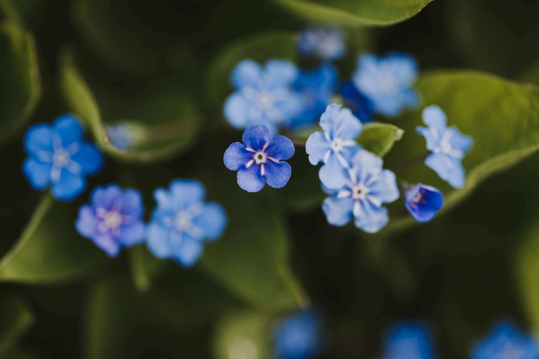 Close-up of vibrant blue forget-me-not flowers.