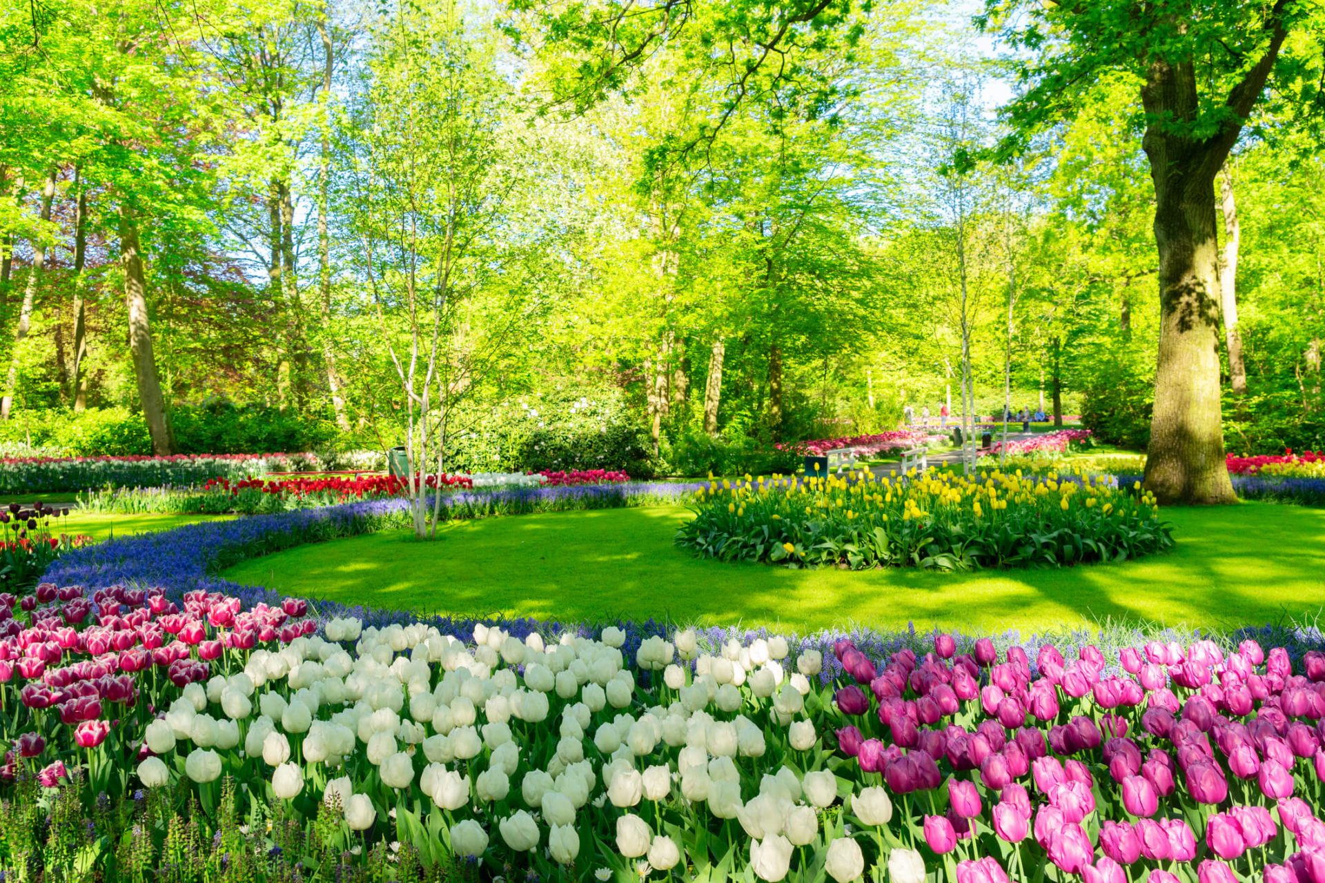 Colorful tulip garden in spring sunlight.