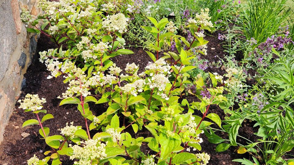 Lush garden with flowering plants and greenery.