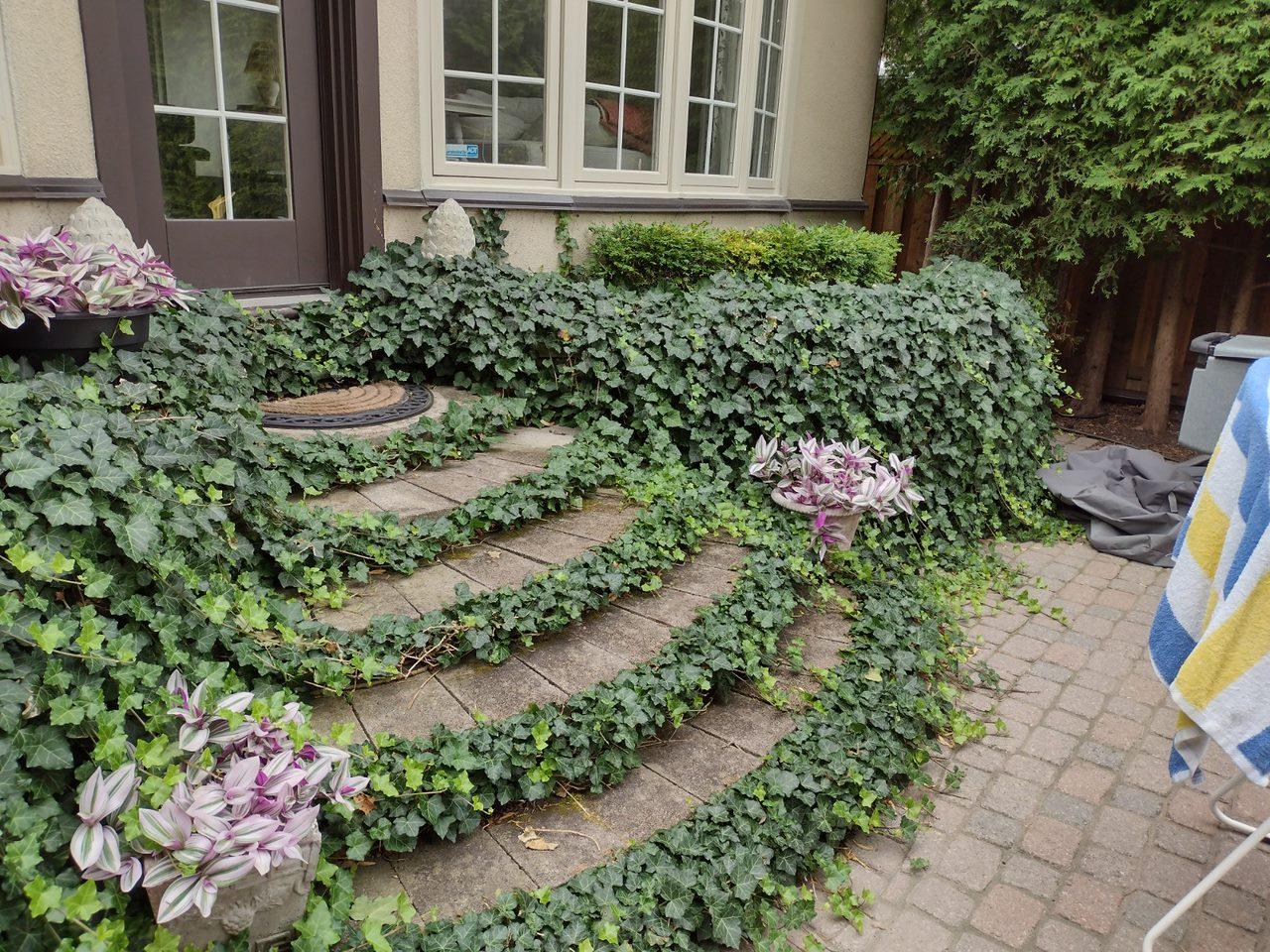 Garden entrance with ivy-covered stone steps.