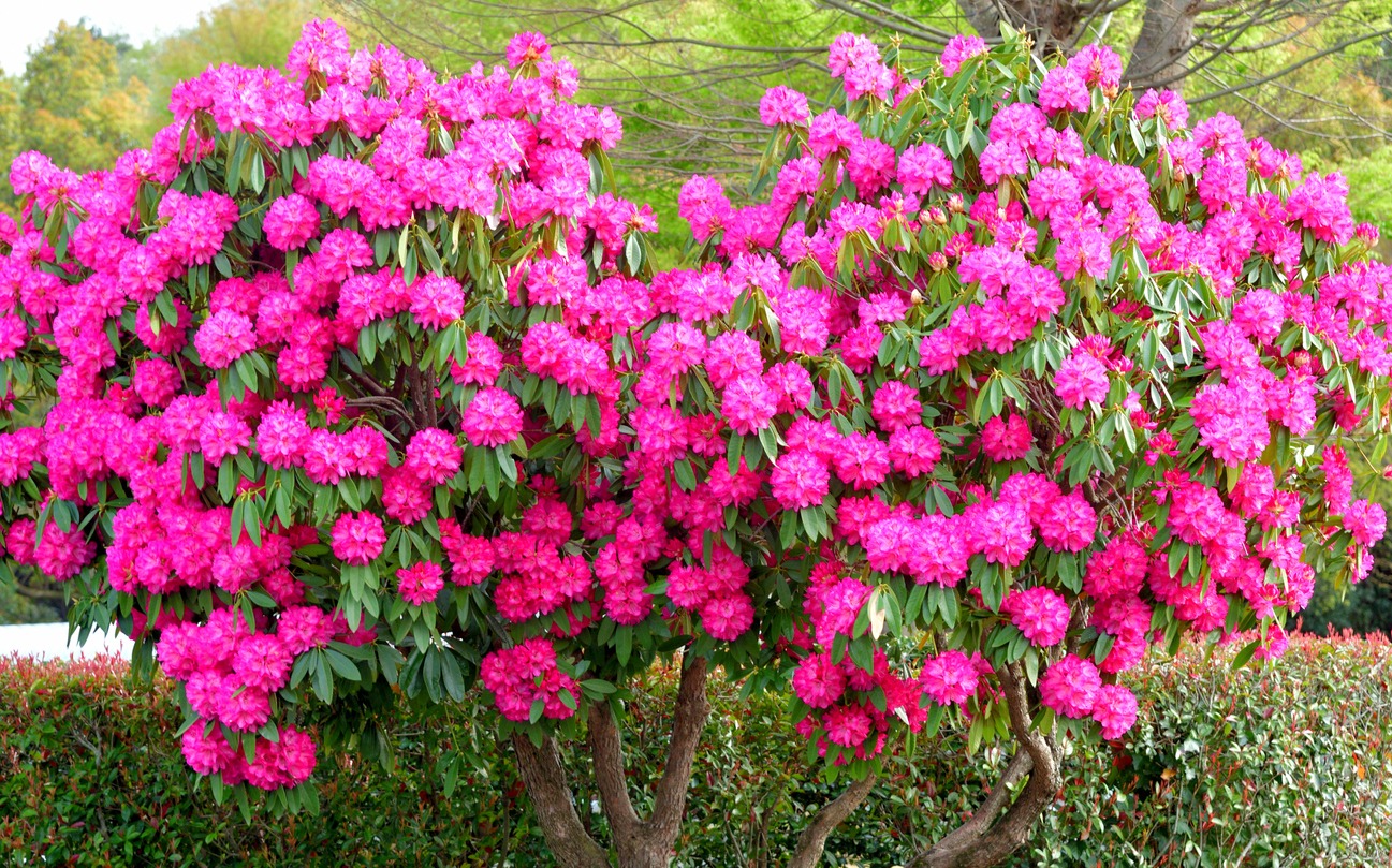 Vibrant pink rhododendron bush in full bloom.