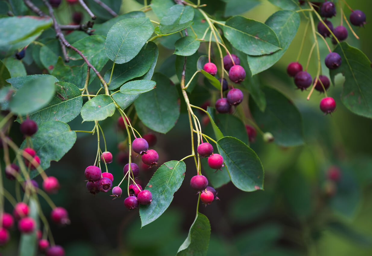 Close-up of ripening purple berries on branches.