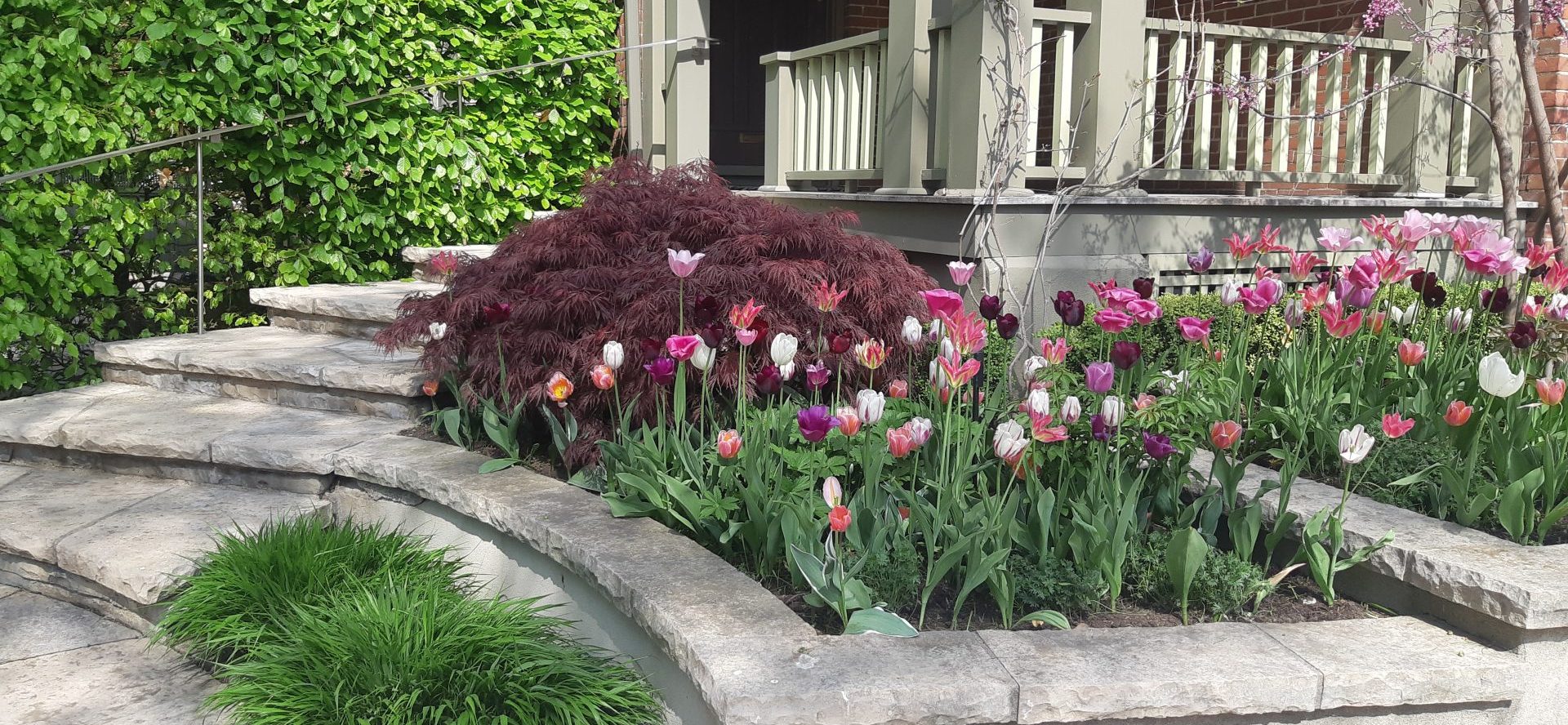 Colorful tulips in garden by stone steps