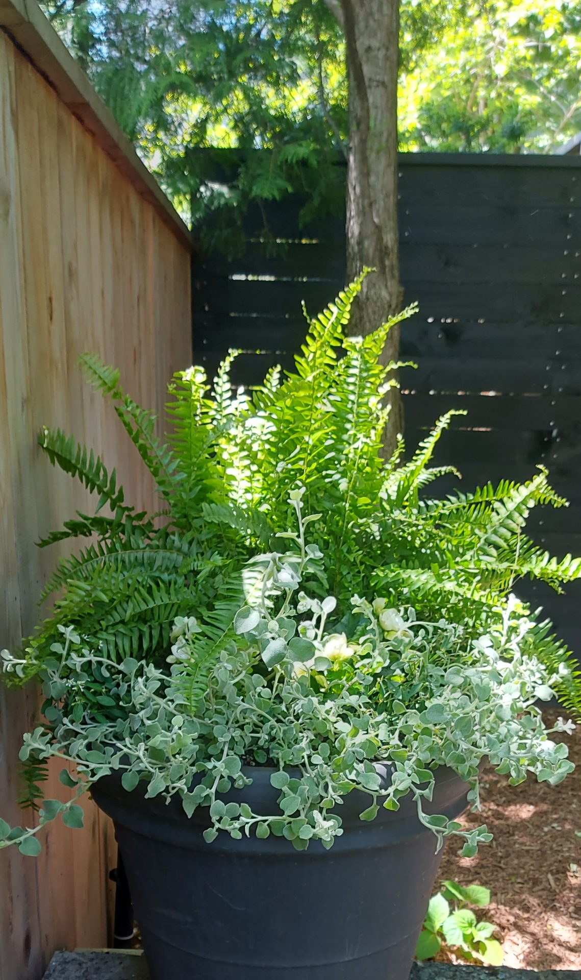 Potted ferns in sunlight by wooden fence.