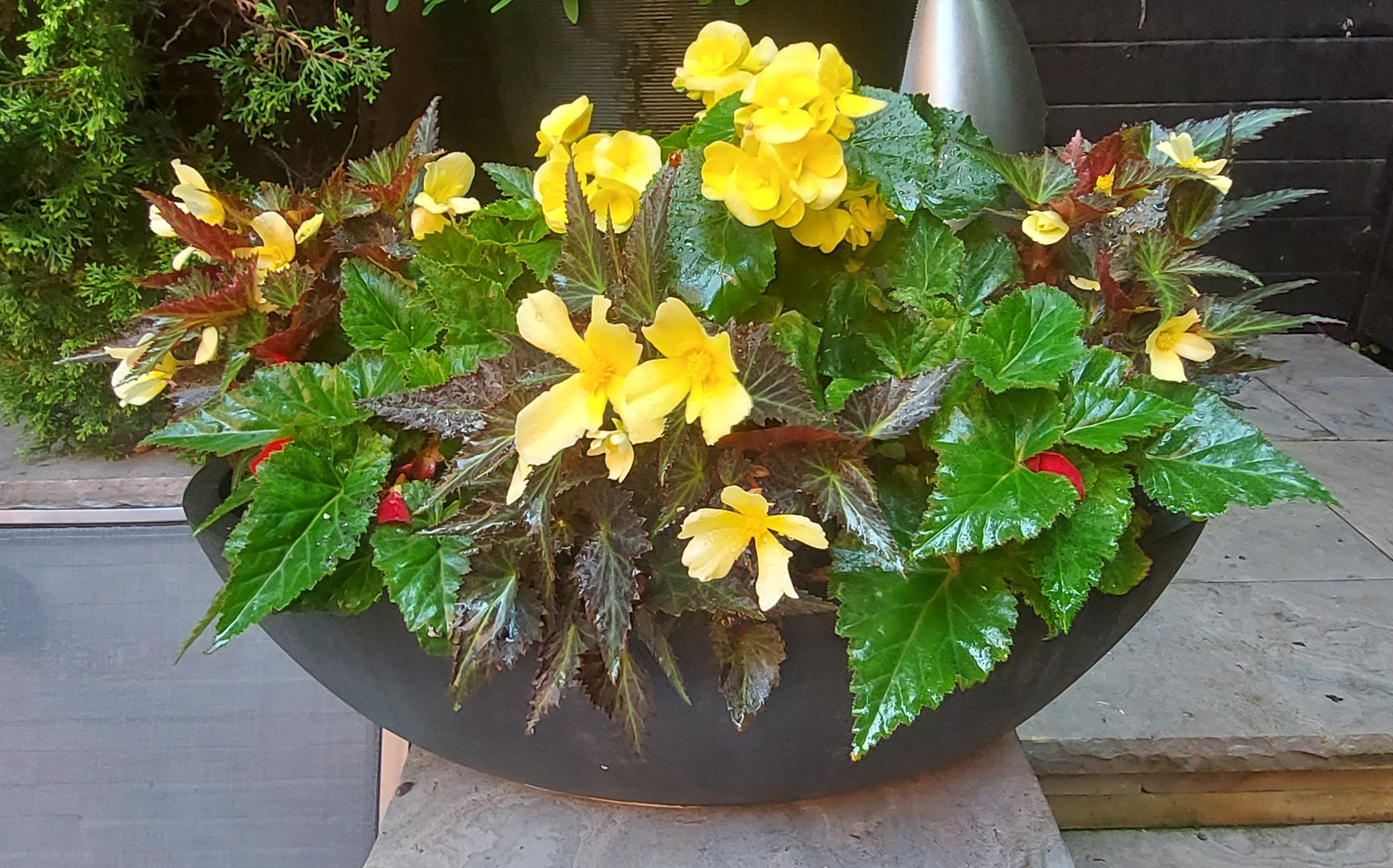 Yellow flowers in black garden pot outdoors.