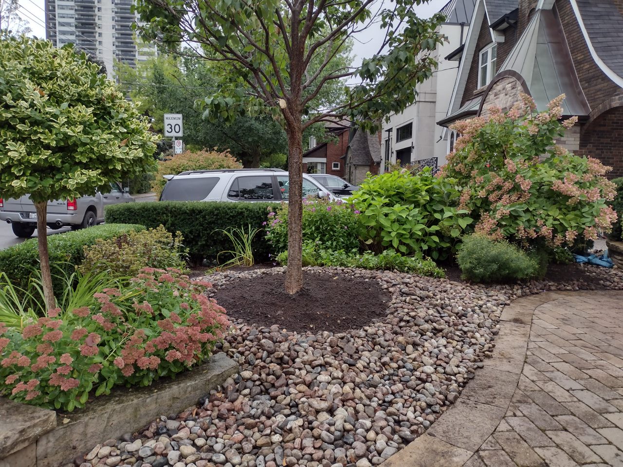 Suburban garden with bushes and trees near houses.