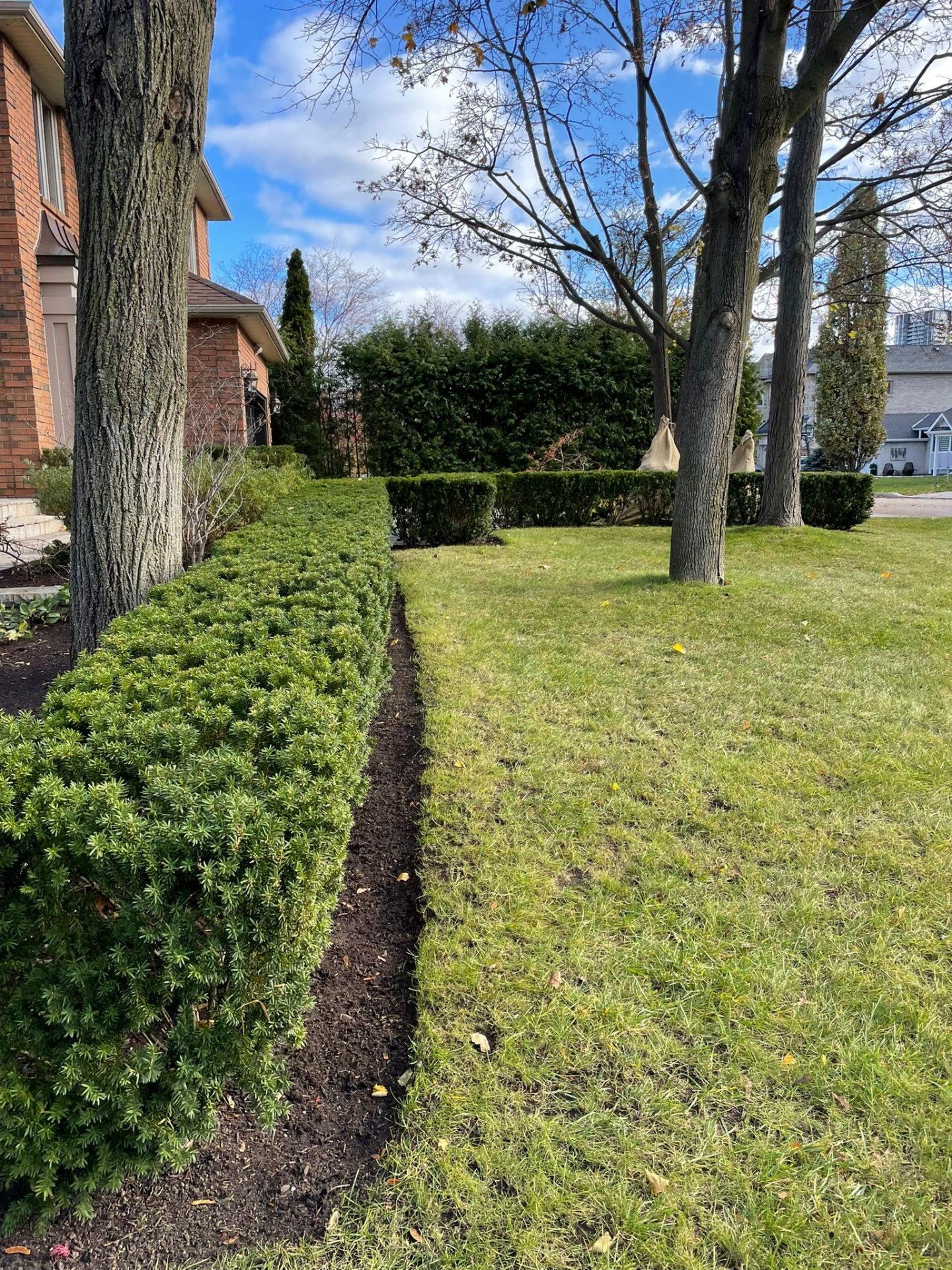 Front yard with trees and trimmed hedges.