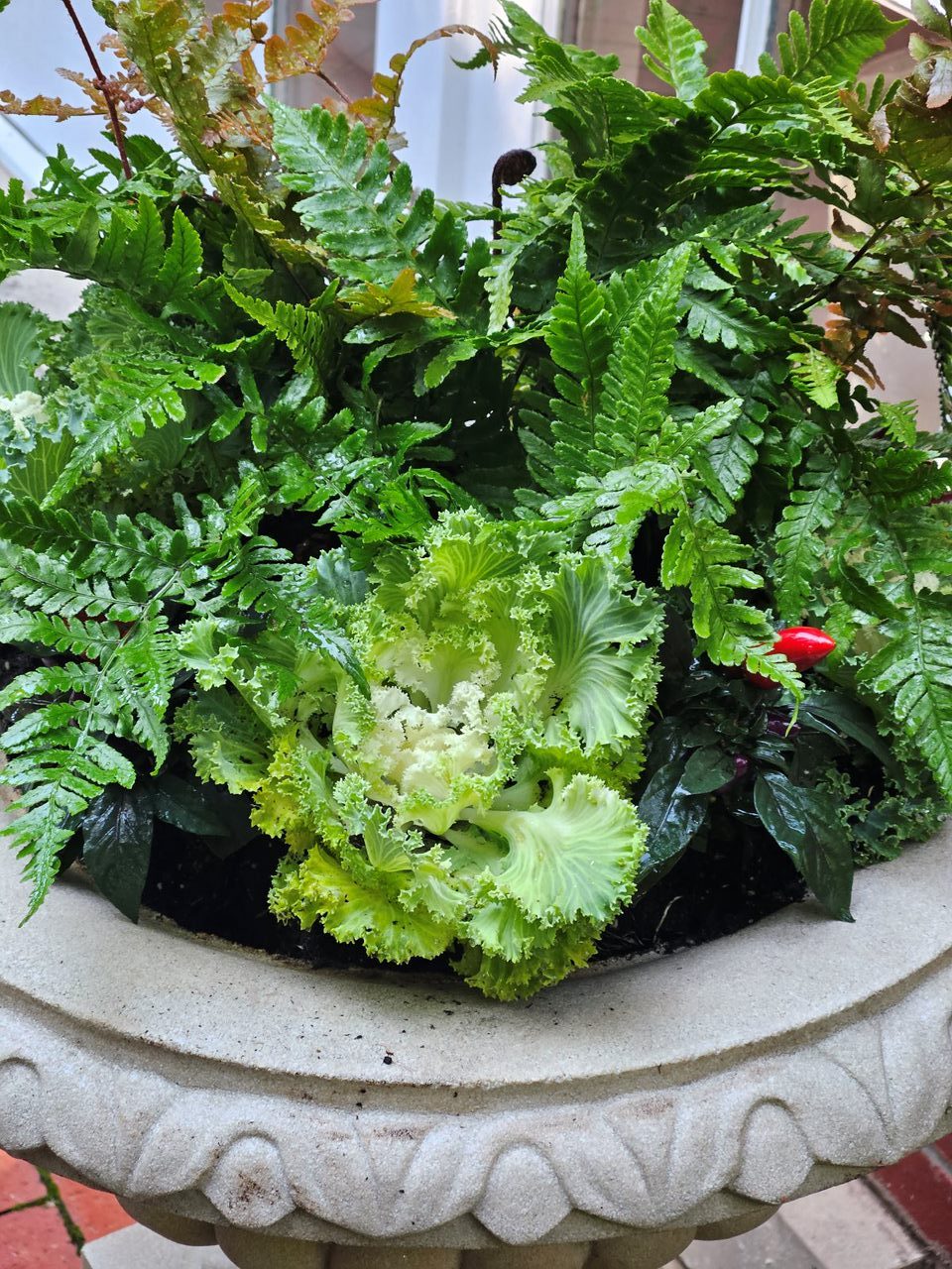 Green ferns and leaves in stone planter.