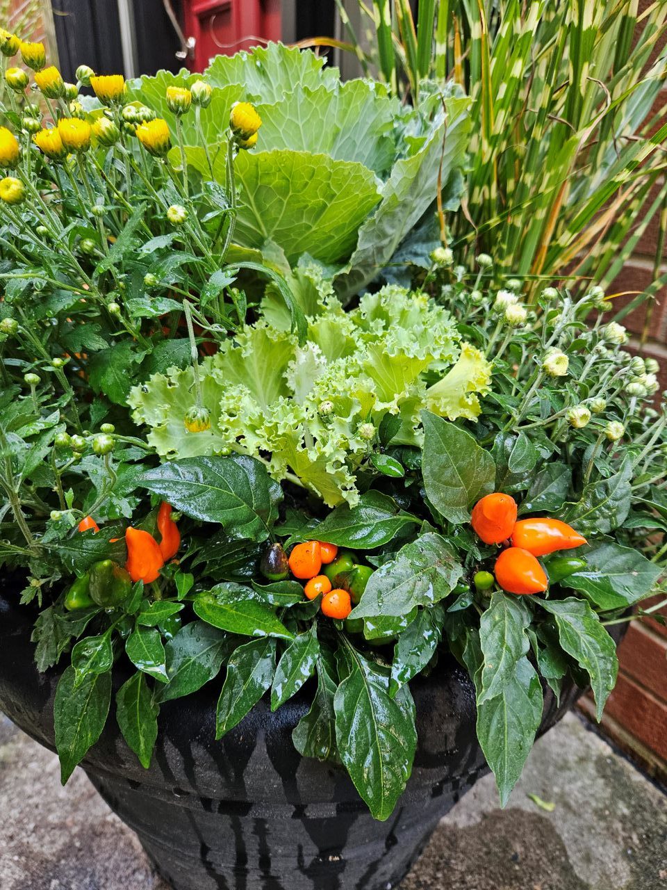 Lush plant pot with peppers and flowers.