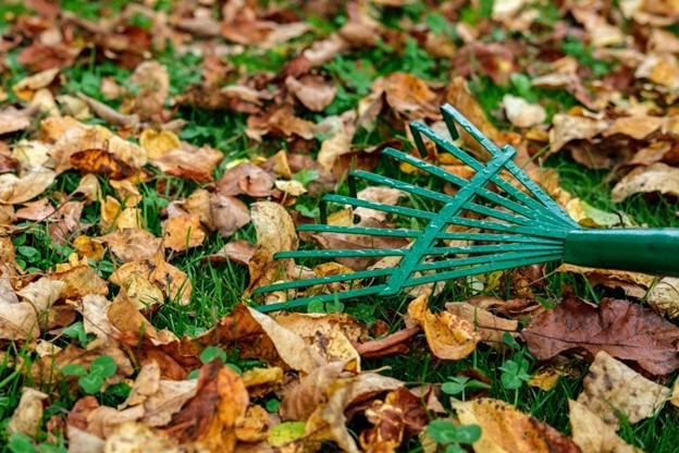 Green rake gathering fallen autumn leaves on grass.